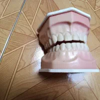 ماکت دندان