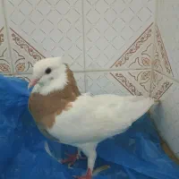 کبوتر صوقی زرد|پرنده|سراوان, |دیوار