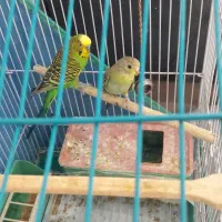 یک جفت مرغ عشق با تخم  قفس|پرنده|الیگودرز, |دیوار