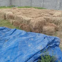 یونجه علفی چین اول