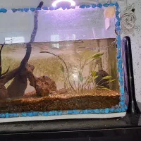 اکواریوم ۵۰ سانتی پلنت با لوازم و ماهی|ماهی|رشت, حومه رشت|دیوار