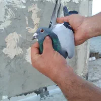 جفت|پرنده|اردبیل, |دیوار