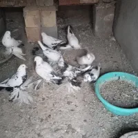 کبوتر|پرنده|آذرشهر, |دیوار