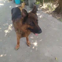 سگ ژرمن شپرد