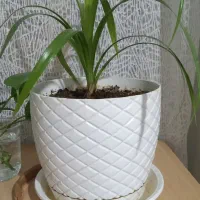 ۴گل دلفین به فروش می رسد|گل و گیاه طبیعی|پیر سلیمان, |دیوار