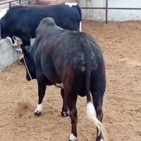 دو راس گوساله گیلک چاق