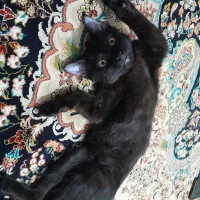 واگذاری گربه ورامین