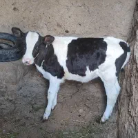 گاو و گوساله