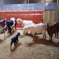 ۸راس بز با بزغاله