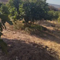 باغ|فروش دفتر صنعتی، کشاورزی، تجاری|دالاهو, |دیوار