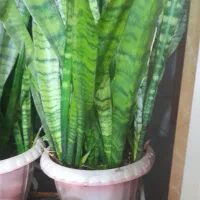 سانسورها بلند با قطر بالا پر پاجوش ۲ عدد