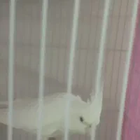 عروس هلندی آلبینو.|پرنده|مشهد, رده|دیوار