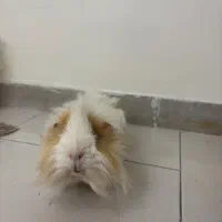 خوکچه هندی|موش و خرگوش|تهران, نارمک|دیوار