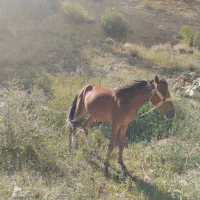 اسب|اسب و تجهیزات اسبسواری|نیشابور, بار|دیوار