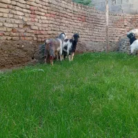 3عددبزغاله چاق خمیر2تانر1ماده باشماره زیرتماس بگیر|حیوانات مزرعه|سیجوال, |دیوار