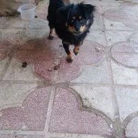 توله سگ بسیار باهوش با شناسنامه هشت ماهه|سگ|شیراز, شهرک صنعتی شیراز|دیوار