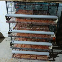 قفس بلدرچین تخم گذار|لوازم جانبی حیوانات|اصفهان, قلعه طبره|دیوار