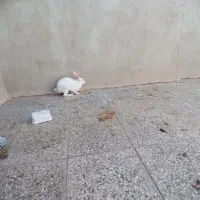 خرگوش نر|موش و خرگوش|زاهدان, |دیوار