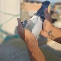 کبوتر‌گرفتنی