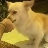 پامر اشپیتز روباهی