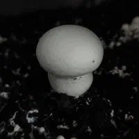 فروش قارچ دکمه ای