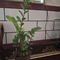 فروش گلهای خونگی