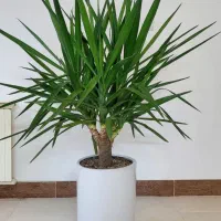 گیاه یوکا، پر و سرحال، لوکس|گل و گیاه طبیعی|قم, بنیاد|دیوار