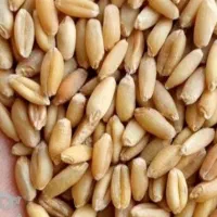 بذر گندم رقم آراز