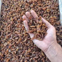 کشمش آفتابی|خوردنی و آشامیدنی|بردسکن, |دیوار