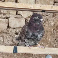 کفترپرشی ساعت سنگین|پرنده|یزد, |دیوار