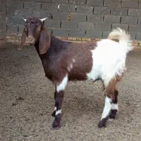 بزغاله نر|حیوانات مزرعه|انبارآلوم, |دیوار