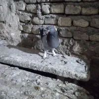 مطلق پر دون خور|پرنده|لاران, |دیوار