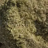 آذوقه برای گوسفند