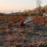 باغ شلیل سه ساله|فروش دفتر صنعتی، کشاورزی، تجاری|مشگین شهر, |دیوار