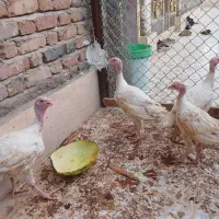 بوقلمون