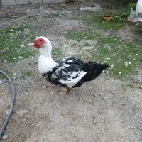 اوردک خارجی یک جفت بالغ و سرحال