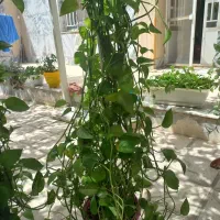 گل طبیعی|گل و گیاه طبیعی|گلبهار, شهر جدید گلبهار|دیوار
