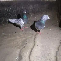 کله سبز