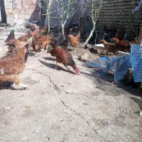 مرغ محلی سرحال حالی