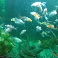 ماهی کوی ده سانتی باله بلند انواع نژاد