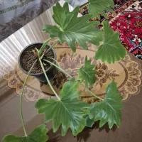 گل برگ انجیری فر