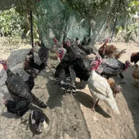 بوقلمون برنز و بوربون