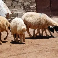 میش وبره گوسفند
