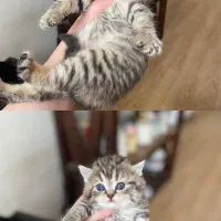 اسکاتیش و بریتیش گلد تبی با تاییدیه اصالت و کیفیت