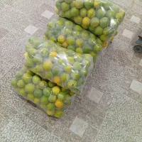 فروش پرتقال گنبکی