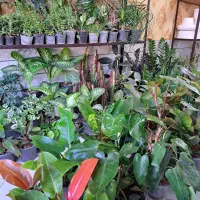 انواع گل و گیاه با تخفیف ویژه