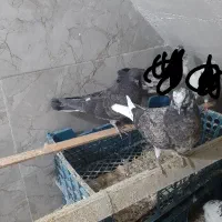 جوجه کبوتر باخت رفته