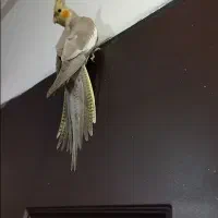 عروس هلندی ماده تخم گذار