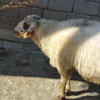 گوسفند تخمی|حیوانات مزرعه|سورک, |دیوار