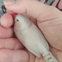 فنچ بالغ نر|پرنده|تهران, کیانشهر|دیوار